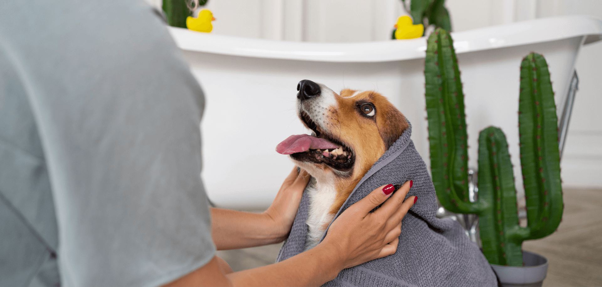 Lesolle Veterinary Services Limited
