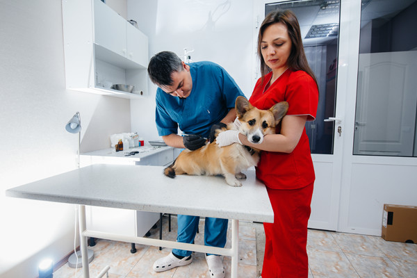 WS14 Animal Services Limited