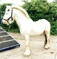 Lesolle Veterinary Services Limited